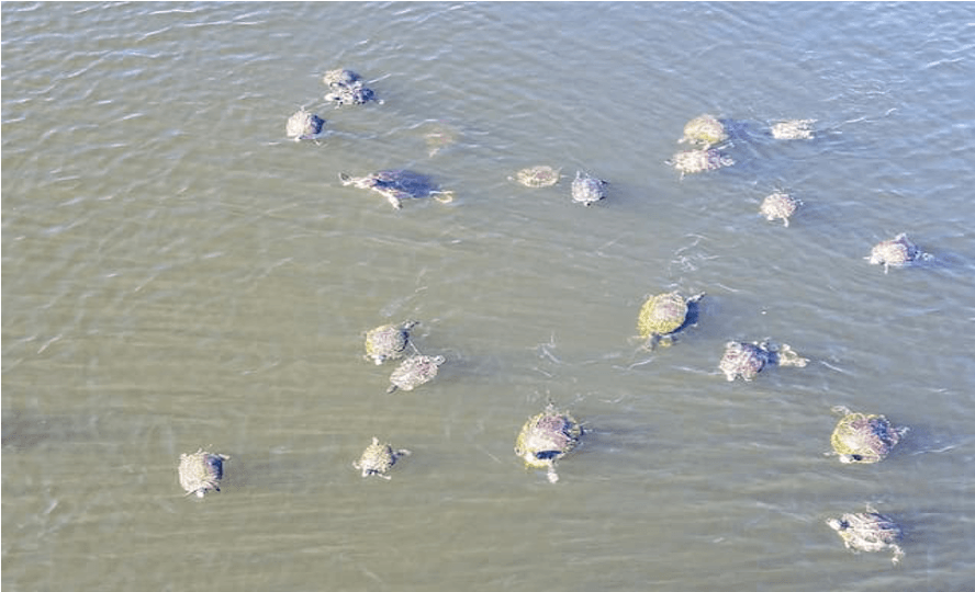 Turtles in Lake