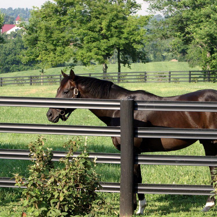 Black Style Centaur — Shelbyville, KY — Shuck Fence Company