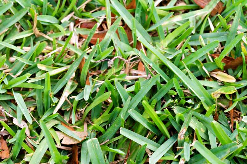 St. Augustine — Common Bermuda grass in Baker, FL
