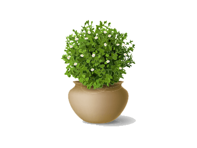 Green Plant — Discount Variety Store in Alice Springs, NT Green Plant — Discount Variety Store in Alice Springs, NT