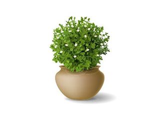 Ornamental Plant With Small Flowers — Discount Variety Store in Alice Springs, NT Gardening Supplies and Accessories— Discount Variety Store in Alice Springs, NT