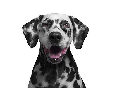 Dog — Discount Variety Store in Alice Springs, NT Dog — Discount Variety Store in Alice Springs, NT