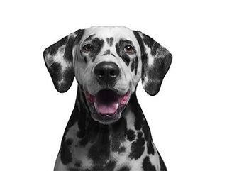 Black and White Spotted Dalmatian Dog — Discount Variety Store in Alice Springs, NT Black and White Spotted Dalmatian Dog — Discount Variety Store in Alice Springs, NT