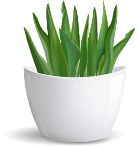 White Flowerpot With Green Plant — Discount Variety Store in Alice Springs, NT White Flowerpot With Green Plant — Discount Variety Store in Alice Springs, NT