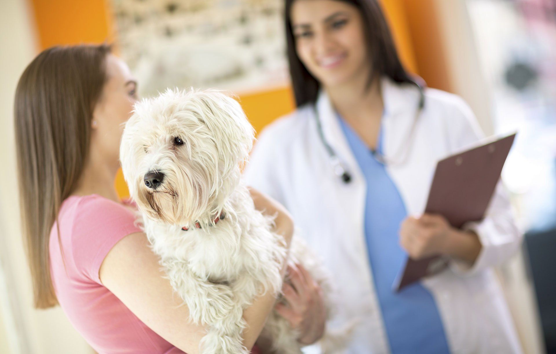 Veterinarian Greeting a Dog