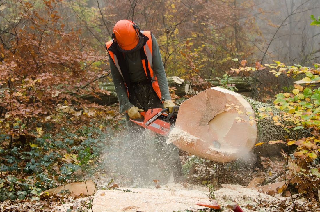 Arborist providing tree cutting service in Eatonton, GA