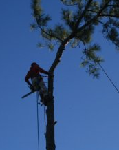 Tree preservation and landscaping services in Eatonton, GA