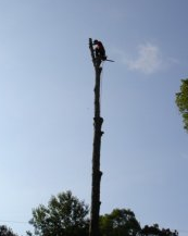 Tree preservation and landscaping services in Eatonton, GA