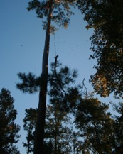 Tree preservation and landscaping services in Eatonton, GA