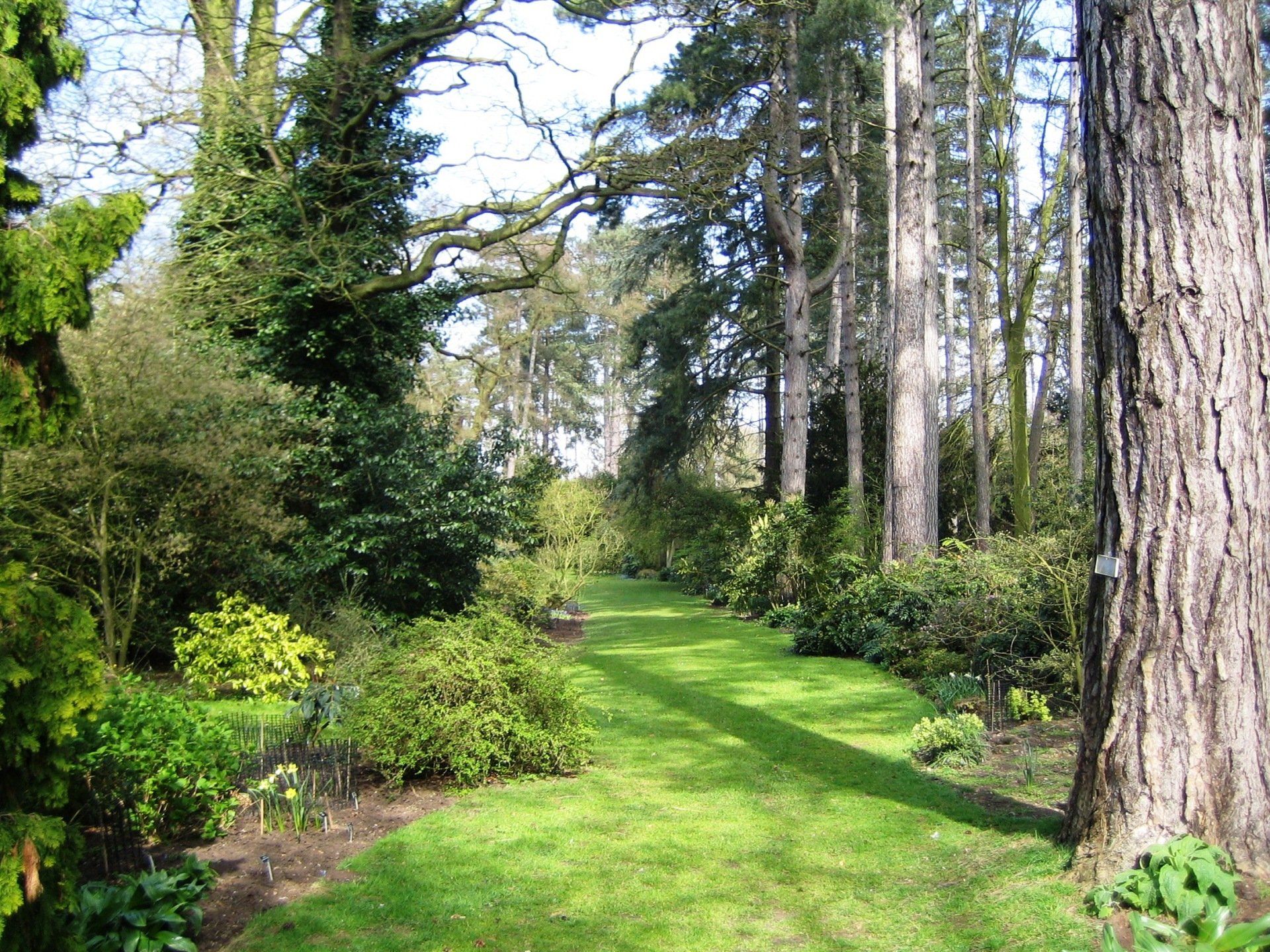 A path in the middle of a forest with trees and grass