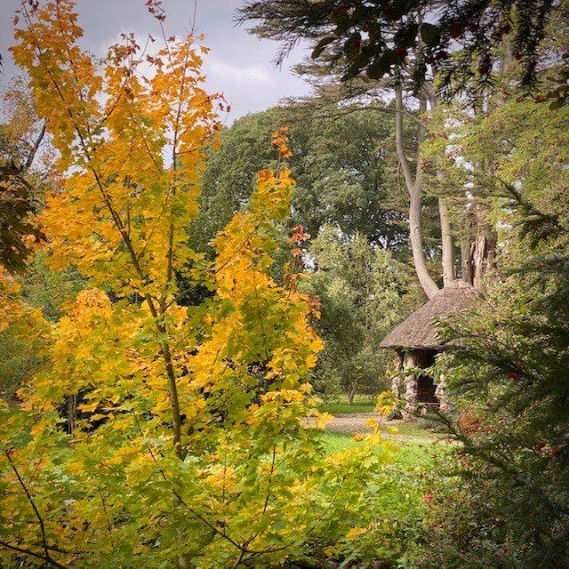 A hut in the middle of a forest with yellow leaves