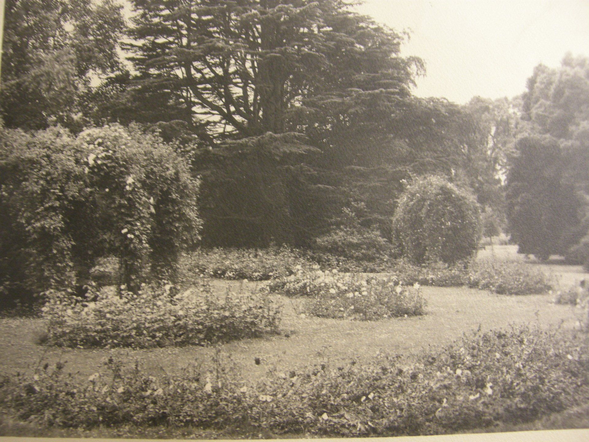 A black and white photo of a park with trees and bushes