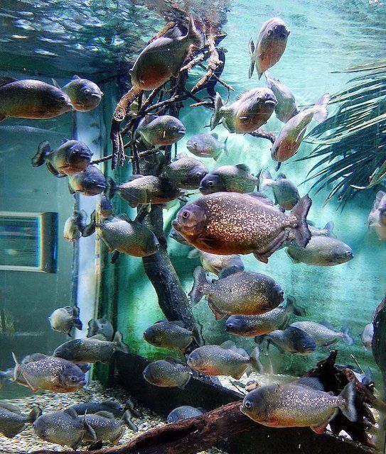 Oceanarium