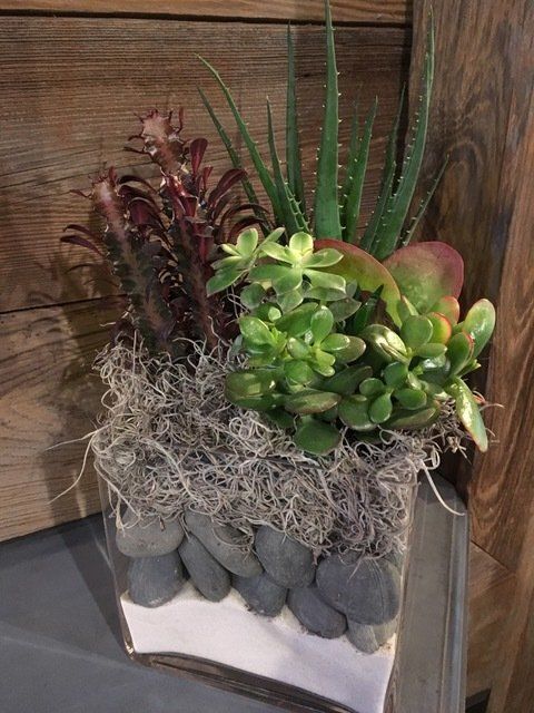 rent ferns for office space