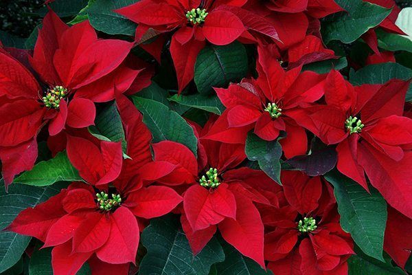 holiday decorations businesses & offices