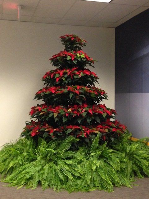 poinsettia tree