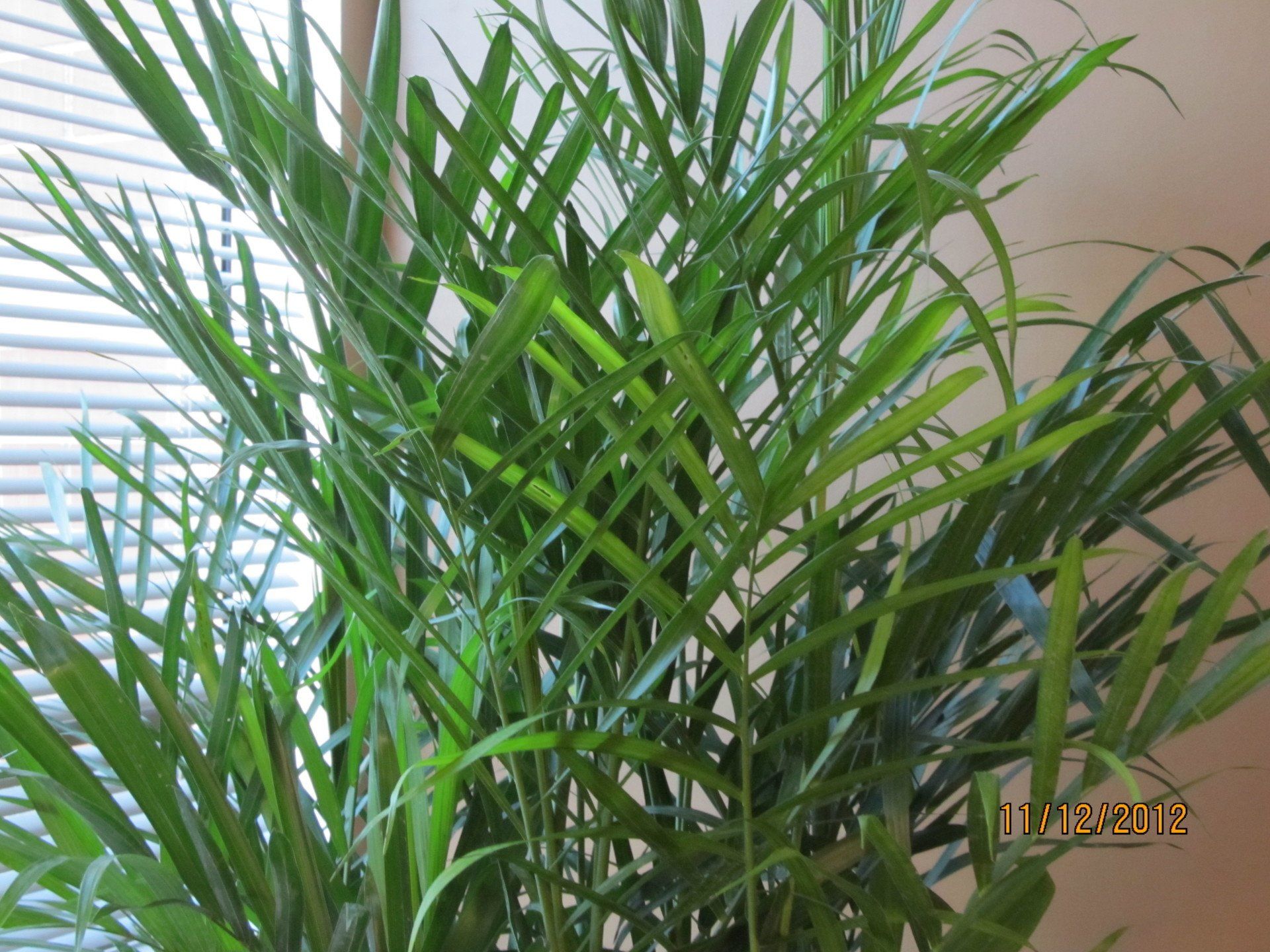 potted ferns in business