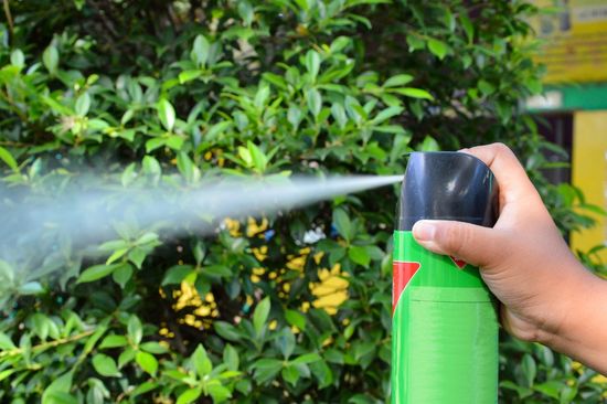 giardinaggio, mani sulla terra che pianta della insalata