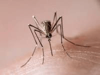 Mosquito Biting Skin — Irmo, SC — Baine Termite and Pest Control