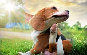 Dog Scratching Itself — Irmo, SC — Baine Termite and Pest Control