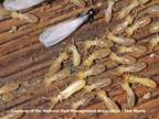 Termites on the Wood — Irmo, SC — Baine Termite and Pest Control