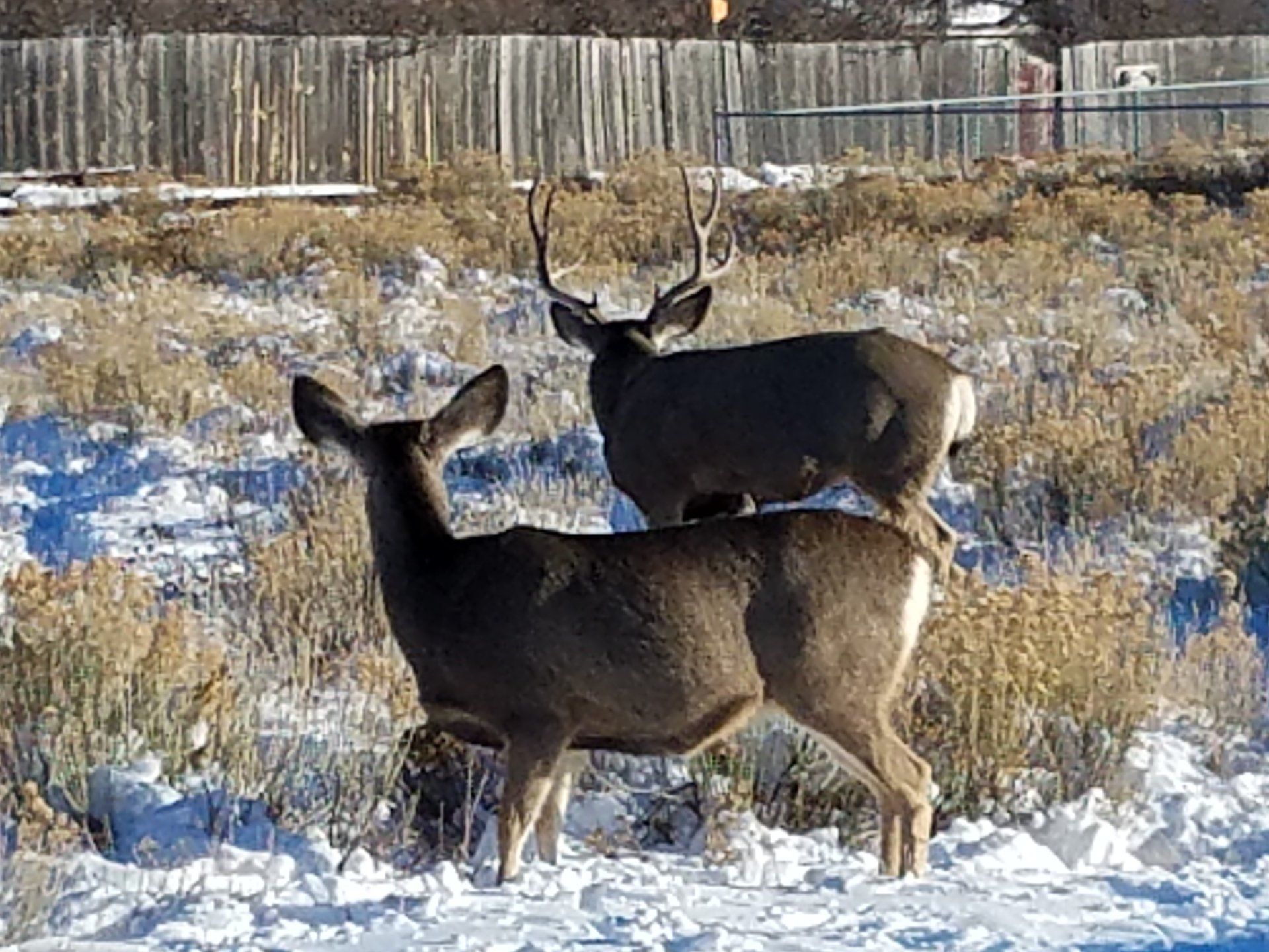 Wildlife