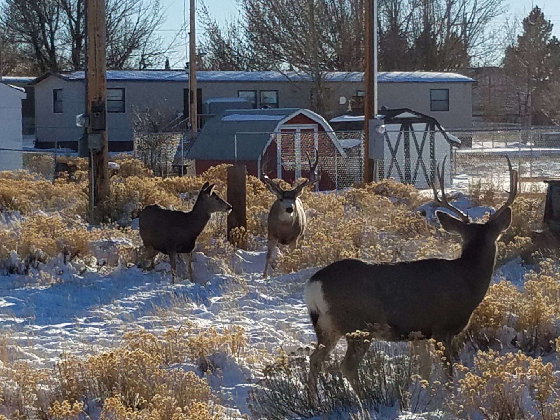 Wildlife in Town