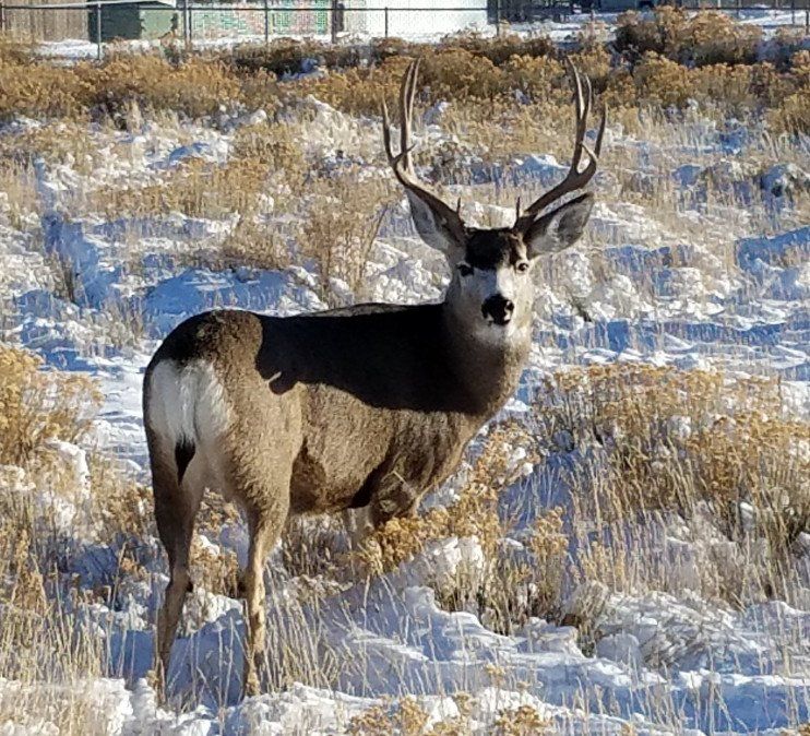Mule Deer