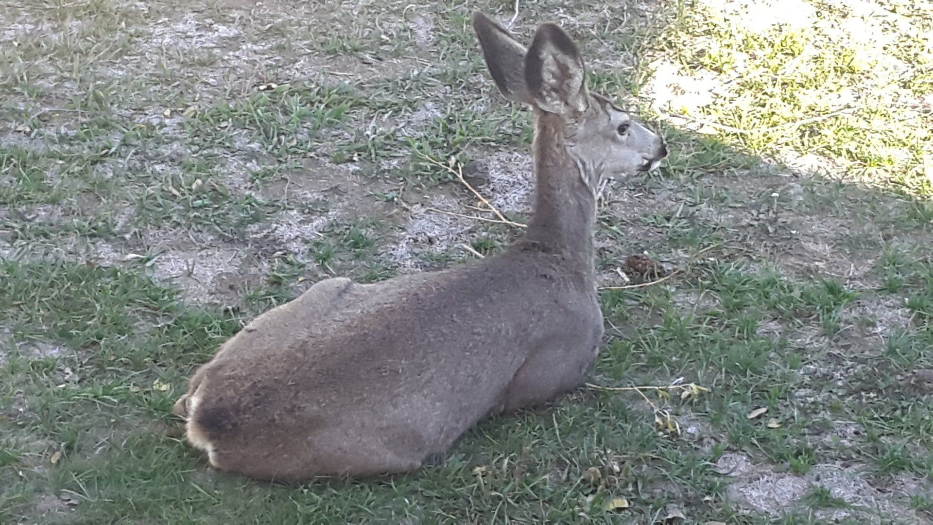 Wildlife