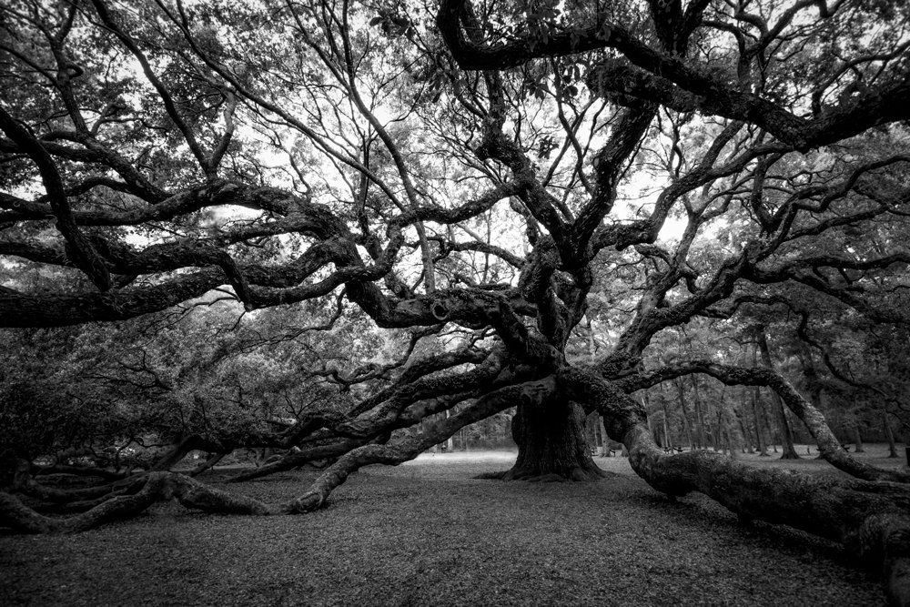 angel oak south carolina