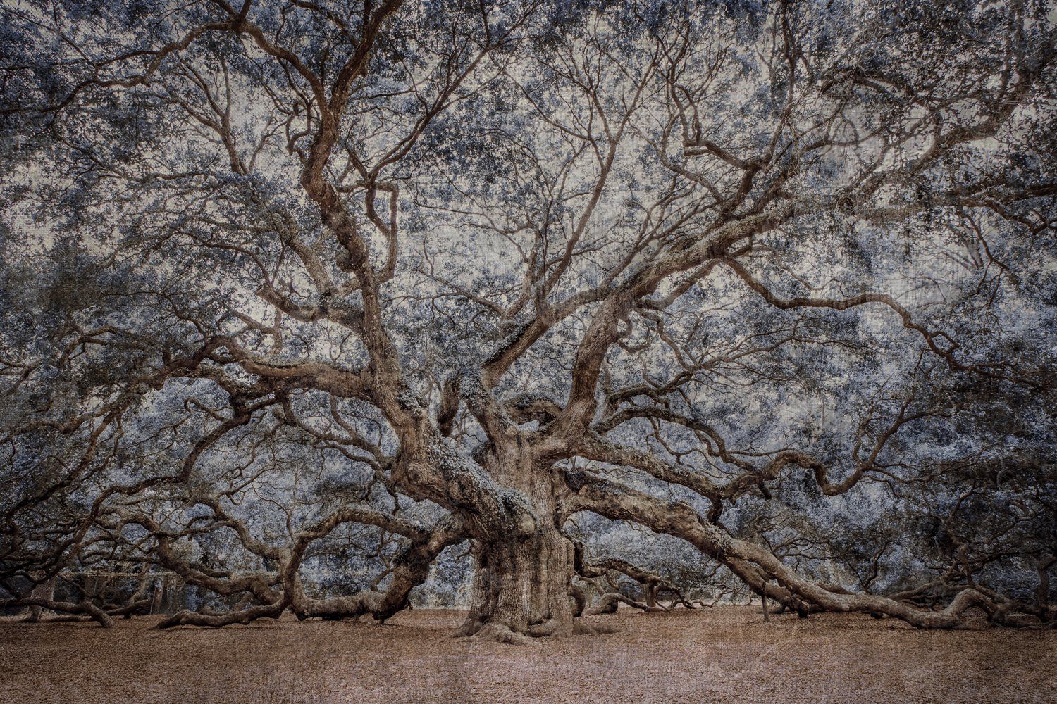 Angel Oak
