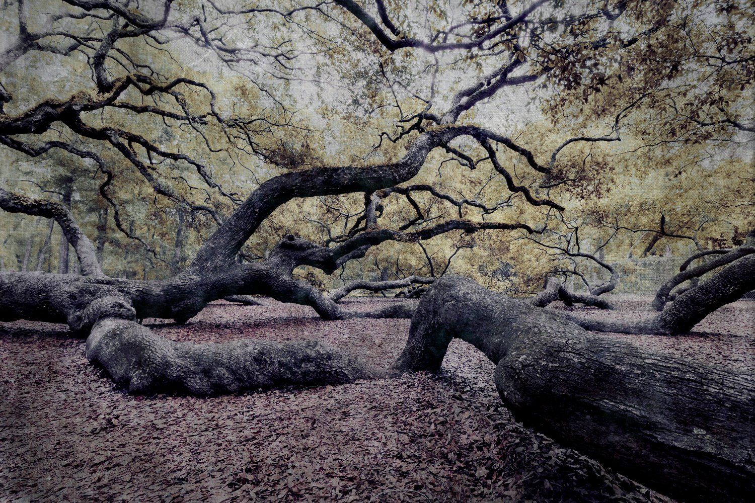 Angel Oak Tentacles