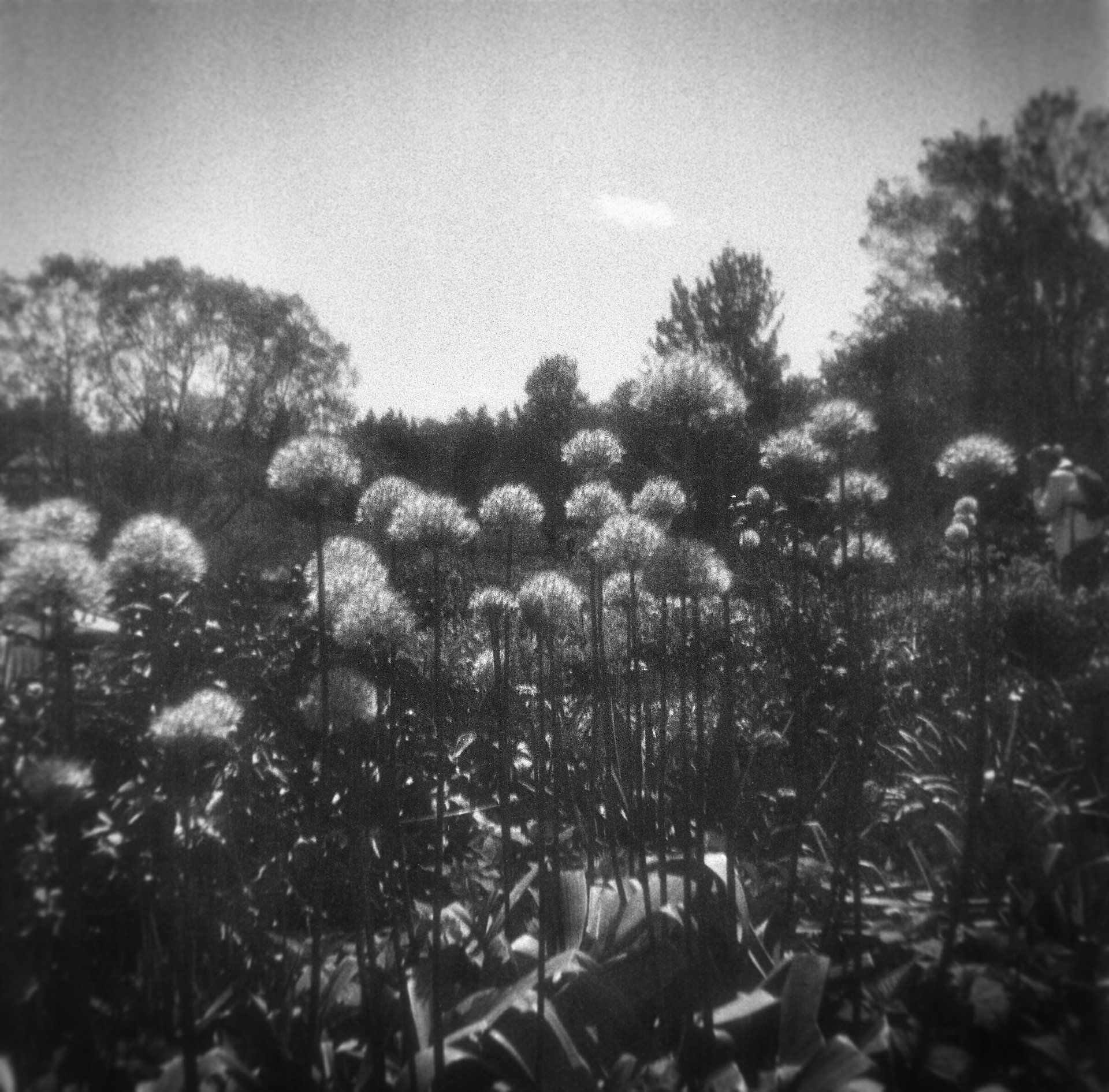 Pom Poms Growing