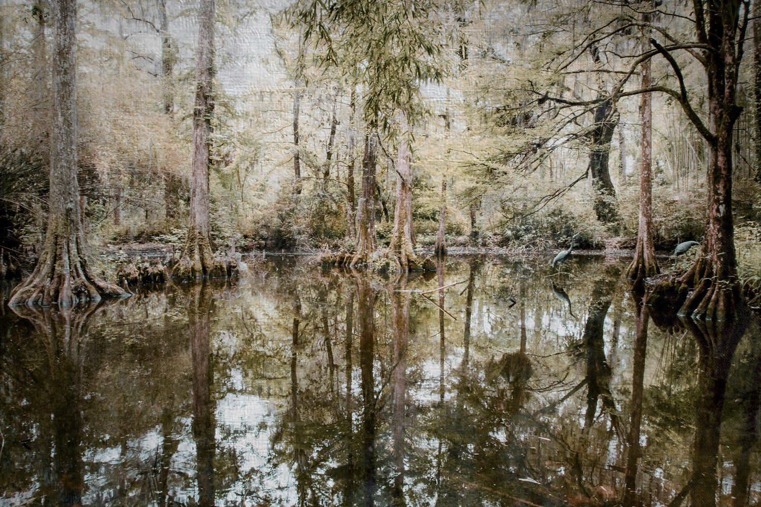 Magnolia Pond