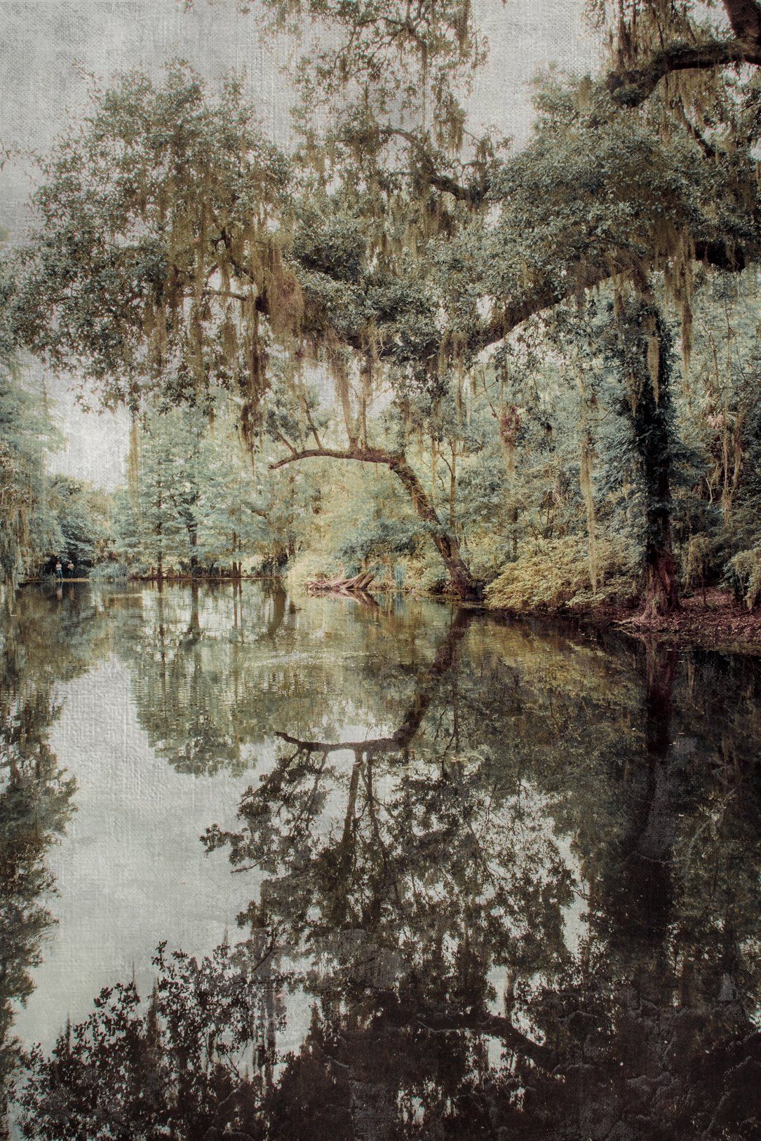 Magnolia Reflection