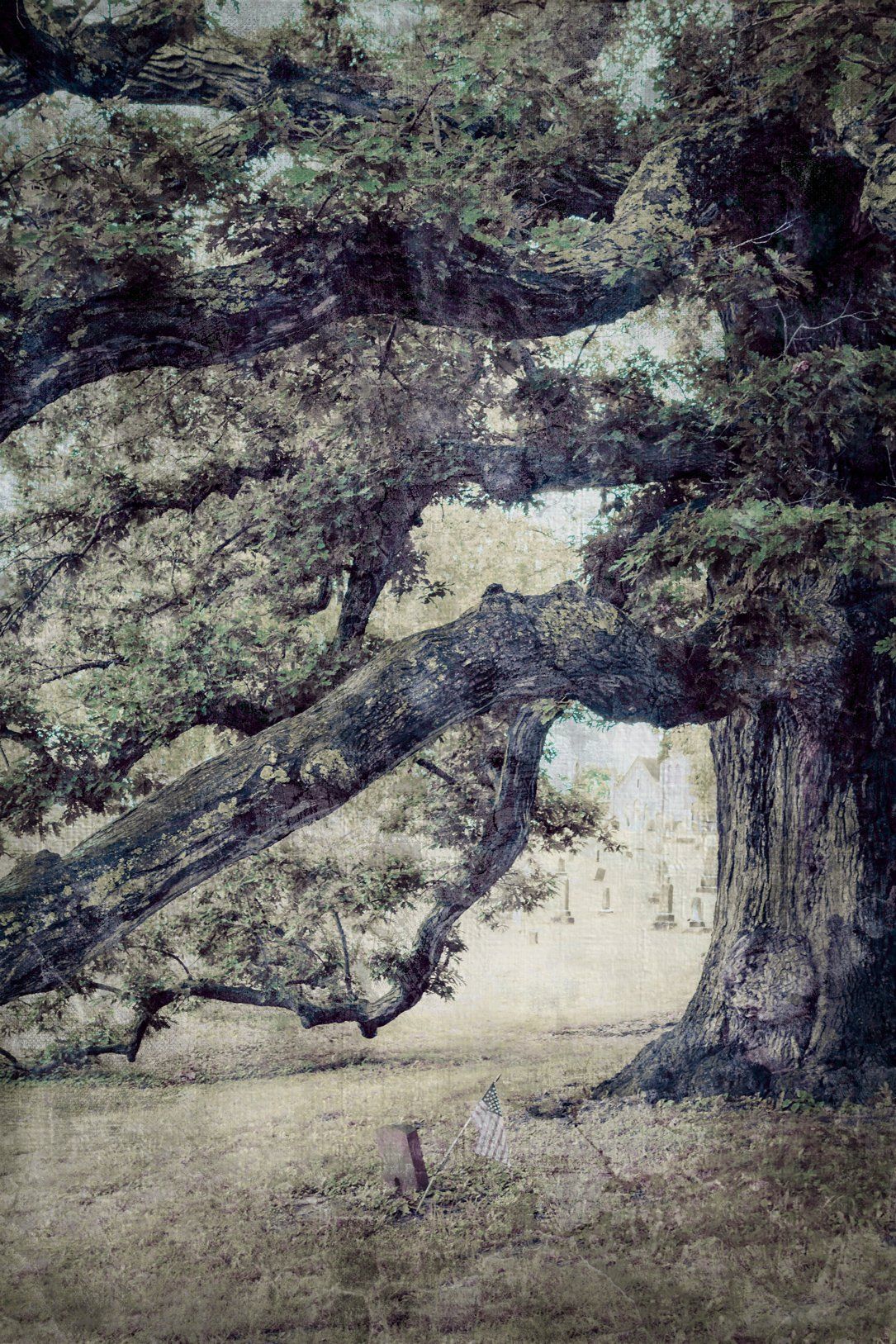Logan Oak
