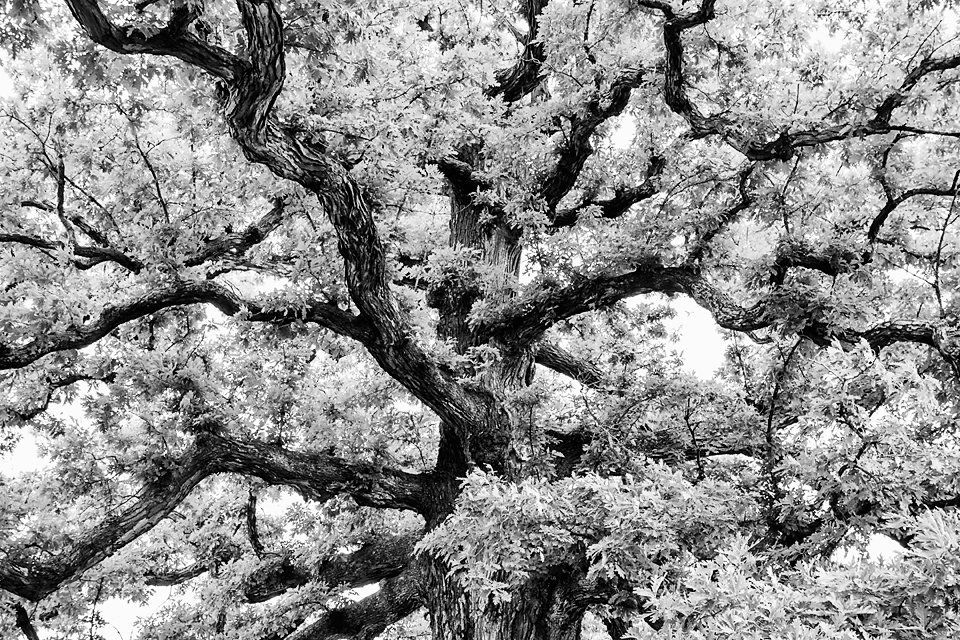 White Oak, Logan OH