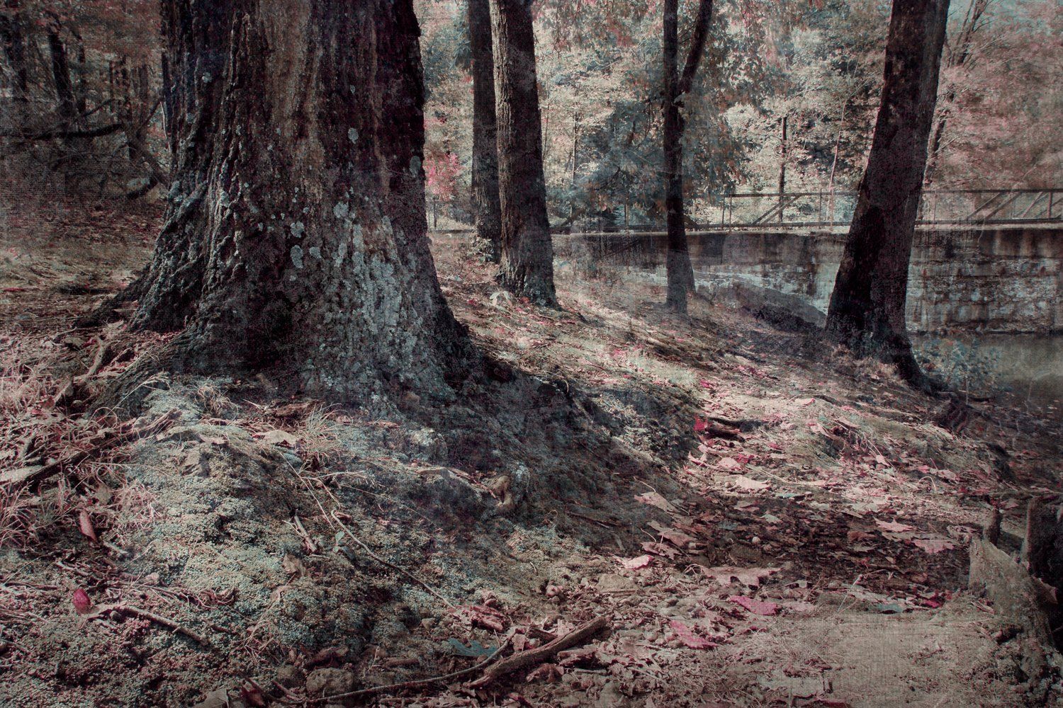 Woodland path