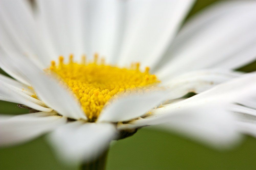 Daisy if you do