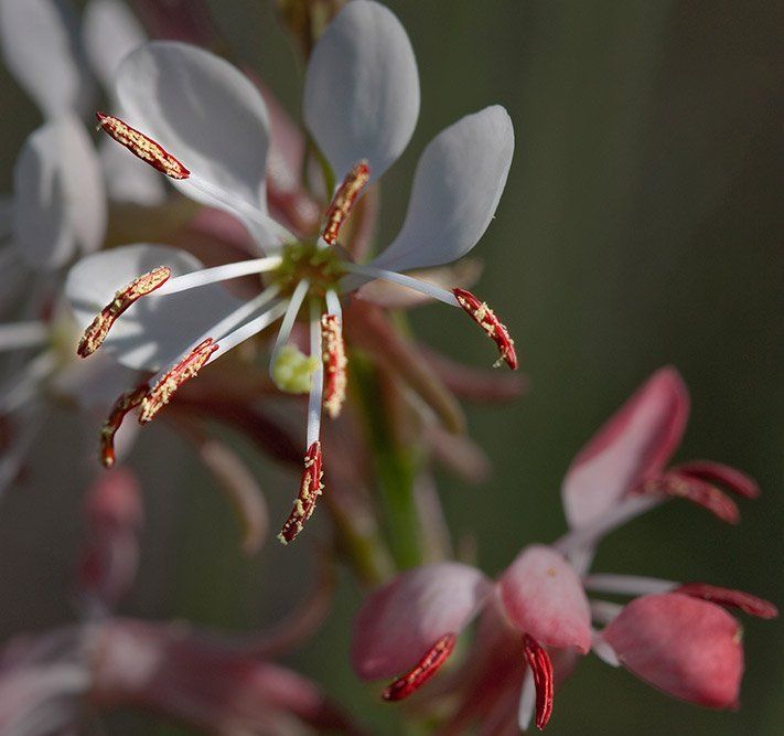 Stamens