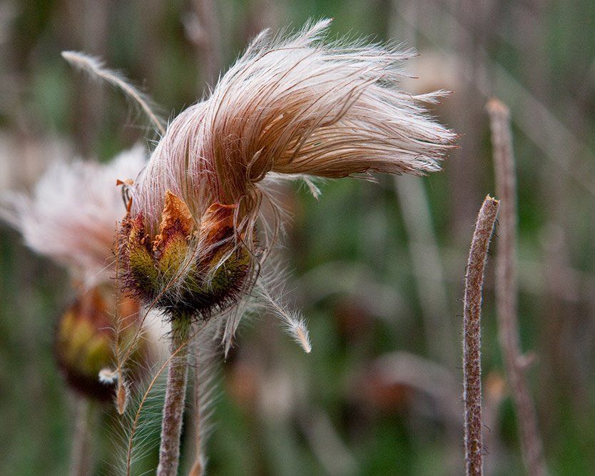 Dryad Close Up