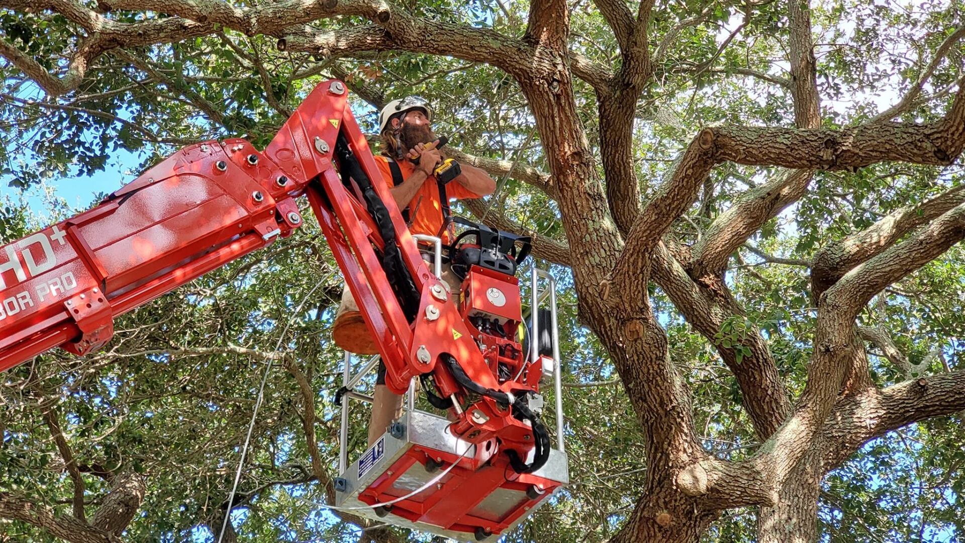 Tree Trimming Pinellas