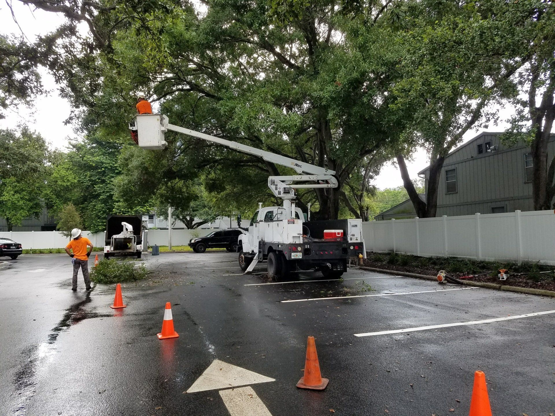 Tampa Commercial Tree Care