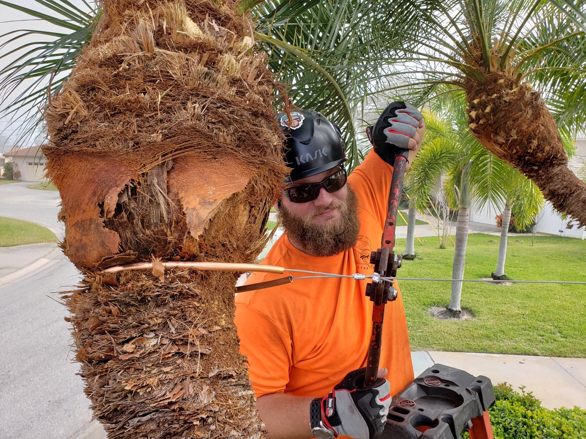 Arborist Pinellas County