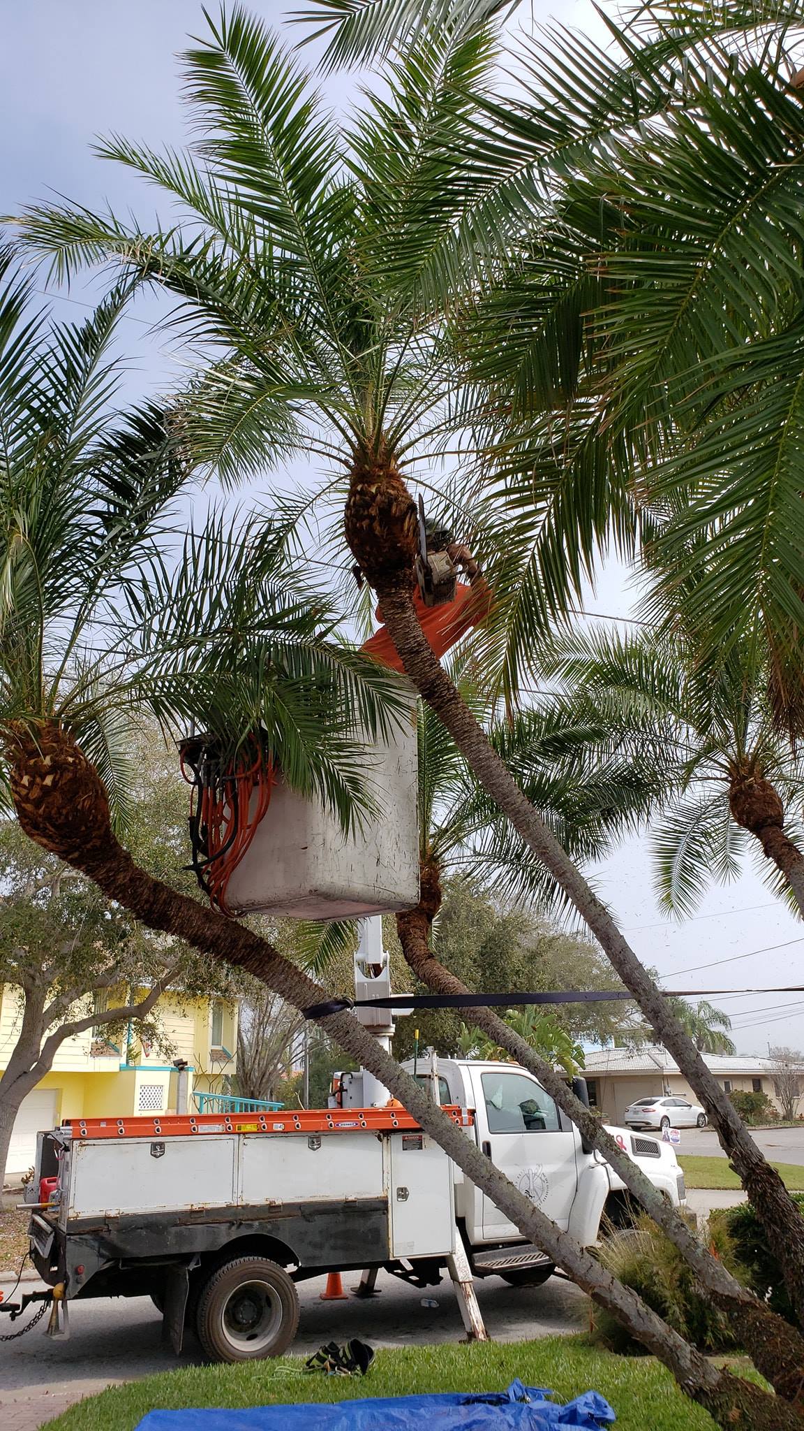 Tampa Bay Arborist