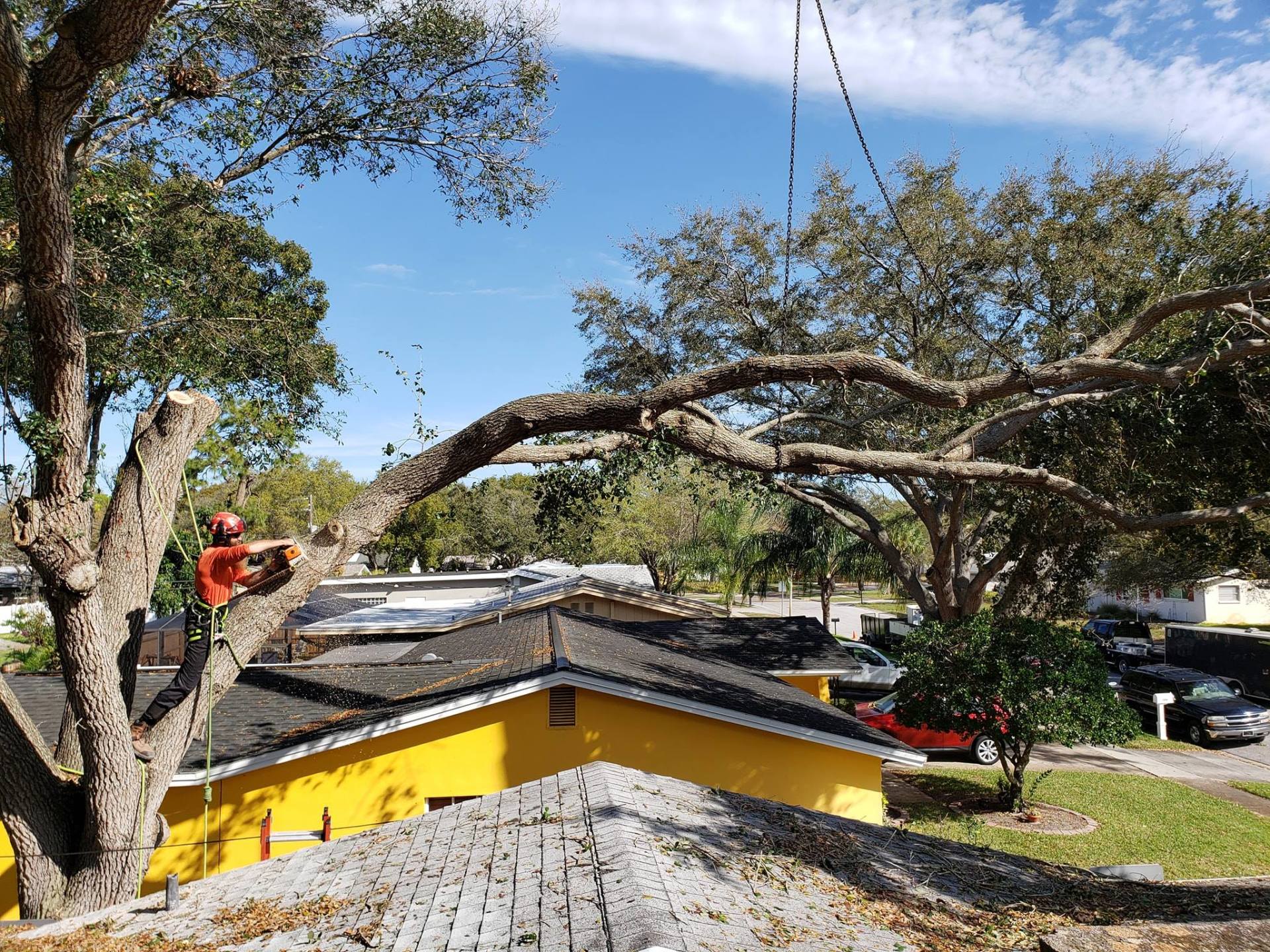Tree Removal Tampa Bay Pinellas