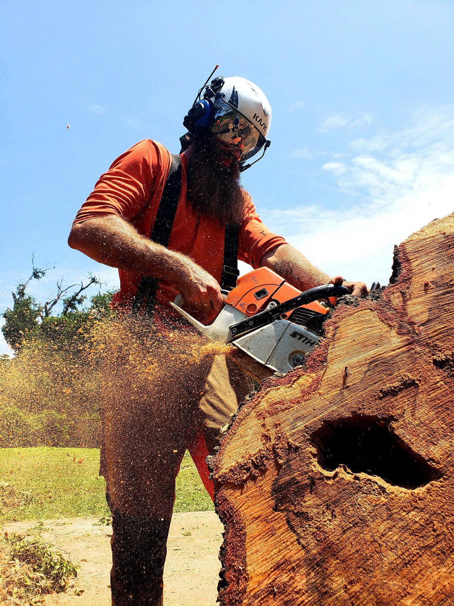 Pinellas Tree Removal