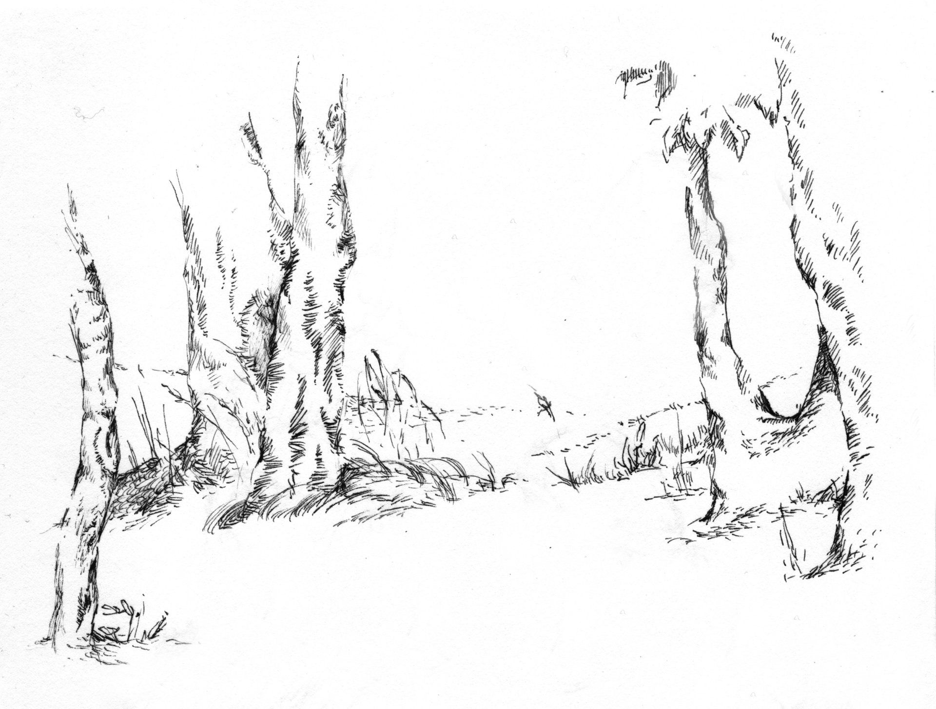 Mariella Fahr Illustration Schweden Bäume