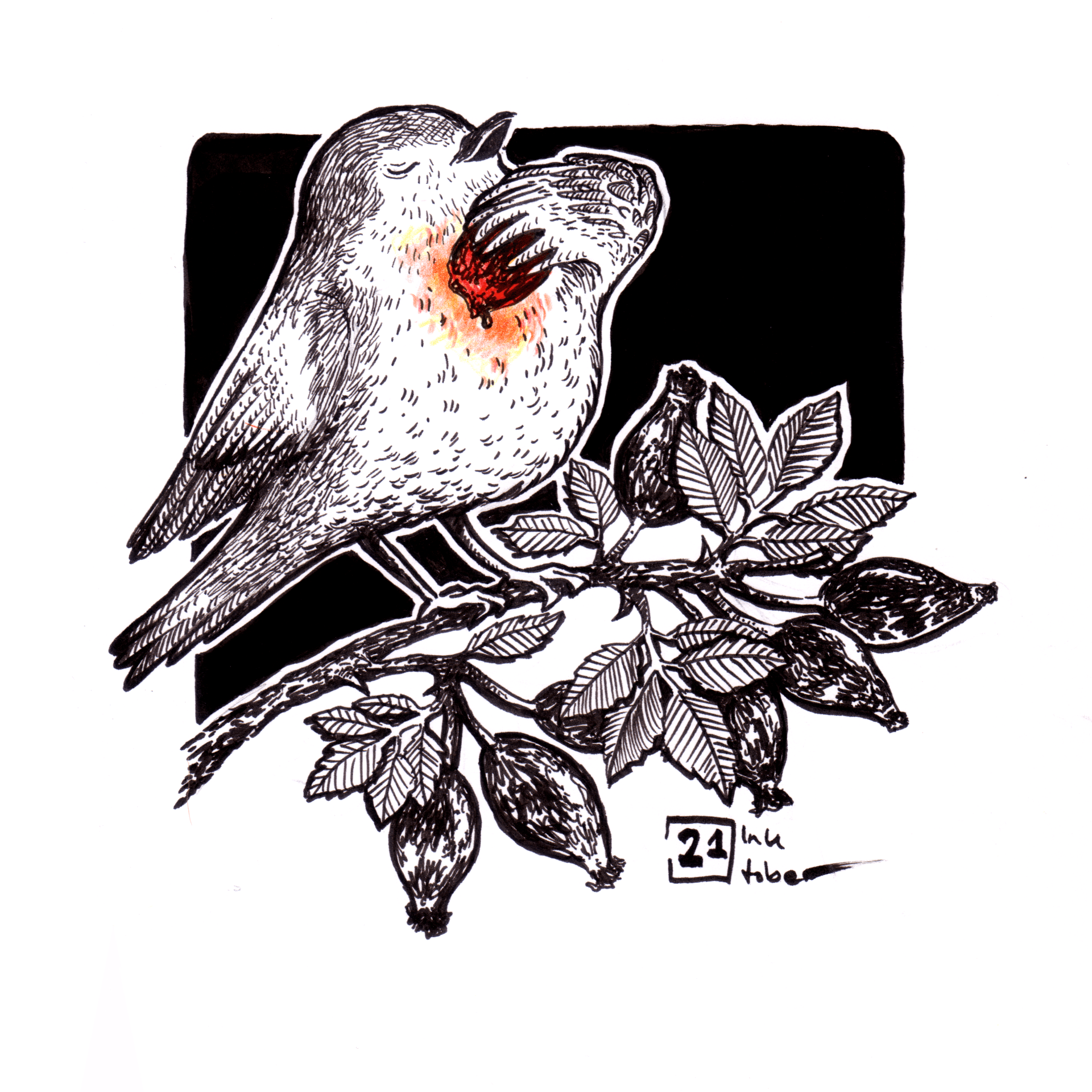 Mariella Fahr Illustration Rotkehlchen  Hagebutte robin  rose hip