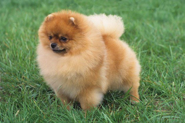 Criadero de Pomerania
